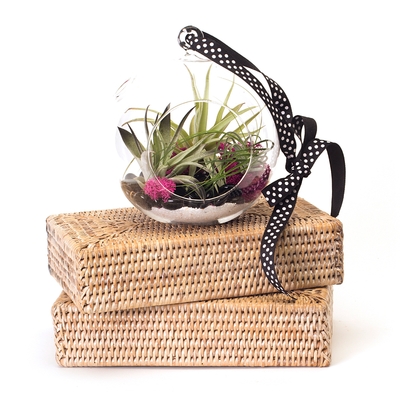 Dish Gardens - Love is in the Air